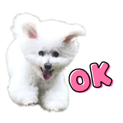 Daily life of fluffy dogs bichonfrise