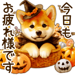 Everyday use autumn Shiba Inu