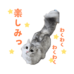 CAT sticker omochi