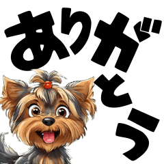 Large letters of the Yorkshire Terrier