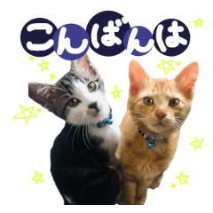 Everyday Cat Stickers00