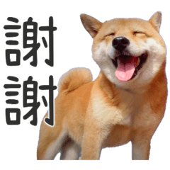 Shiba Inu: EE's Life Stickers - Vol.1