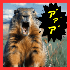 Marmot in glay colord body shouts twice