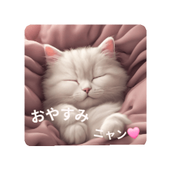 cute catcute cat