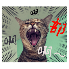 阿部貓