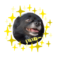 Nikomina_20240902000042