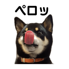 Black Shiba Inu Mel 1