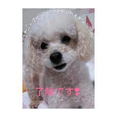 toy poodle Maron go