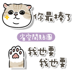 oba cat 5 - cream tabby cat