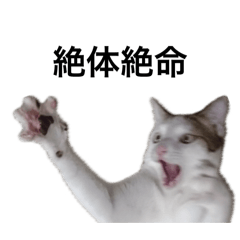the scared cat "Rose"
