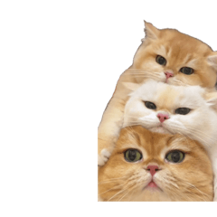 Chan7@com_20240902084500