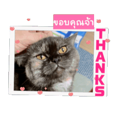 Natthaory_20240902171034