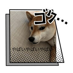 chacha is my dog name.Japanese SHIBAINU