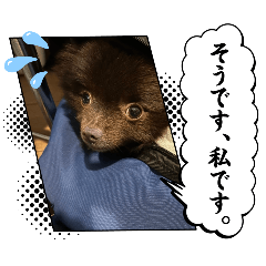 chocomarupapa_20240902143840