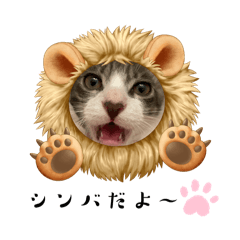 hogoneko_simba