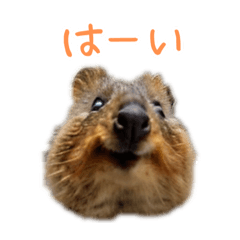 Happy Animal_Quokka Wallaby21