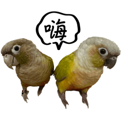 小太陽鸚鵡ㄧ（麻將&麵麵）