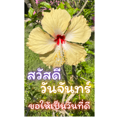 สวัสดีวันจันทร์แสนสดใส3