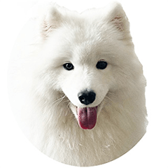 White Samoyed in words Vol.1