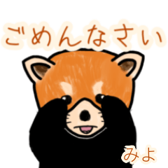 Miyo's lesser panda