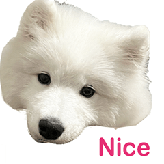 Lovely Dog Samoyed in words  Vol.2