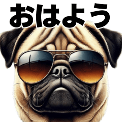 Dogs in Sunglasses japanese