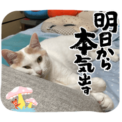 mao mao_20240903203434