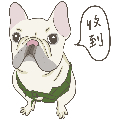 French bulldog - Goody