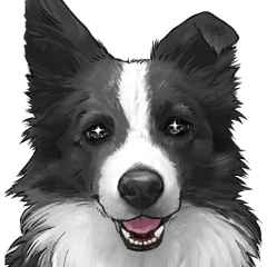 Border Collie Sticker Japanese version