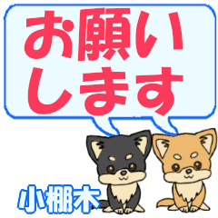 Kotanaki's letters Chihuahua2