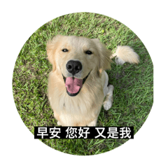 黃金獵犬-Butter又來啦！