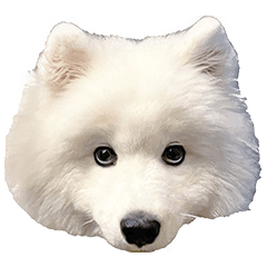 Real Samoyed  Vol.3