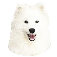 Lovely Dog Samoyed  Vol.4