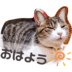 mainichi.chachasan.