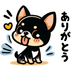 Cutie Black Tan Chihuahua