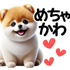 cute Pomeranian with a Shiba Inu cut