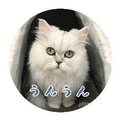 Cat Sticker Shino 1