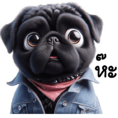 Black pug with jean