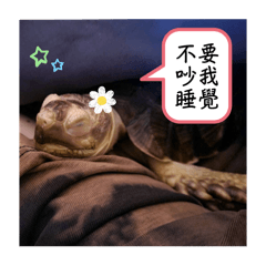 斑斑與卡達掐語錄