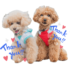 Coco toypoo_20240905190309