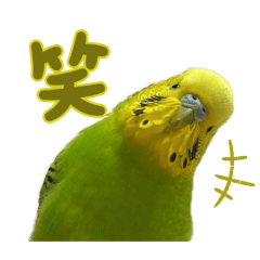 yellow-green bird2