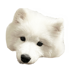 Lovely Samoyed Vol.6