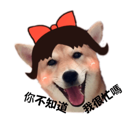 Shibashiba柴柴−2