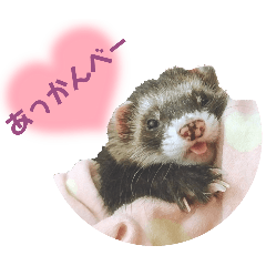 Cute ferret Gen-kun