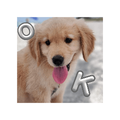 dog lifetime