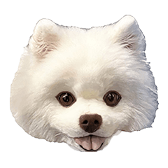 Samoyed with Weird face Vol.7