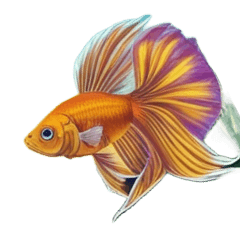 魚 YO