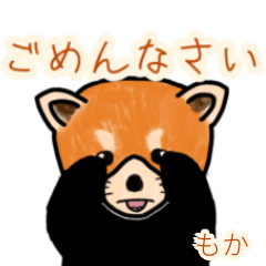 Moka's lesser panda