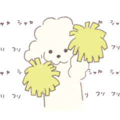 Dog Poodle Teddy bear White/Cream