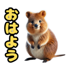 Quokka Wallaby's Conversation Stickers